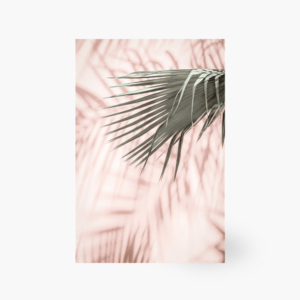 Bild <br />Palme